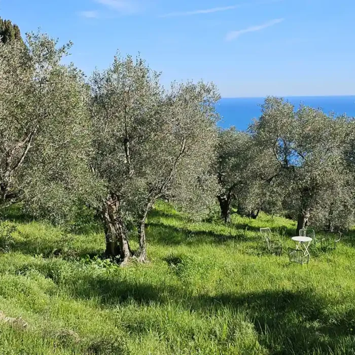 Olive tree sponsorship