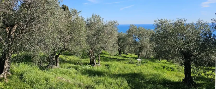 Olive tree sponsorship