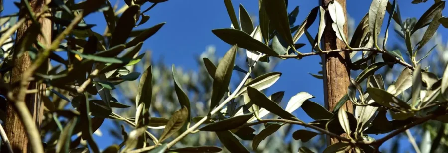 Olive harvest 2025 – olive grove during the harvest season in the Mediterranean