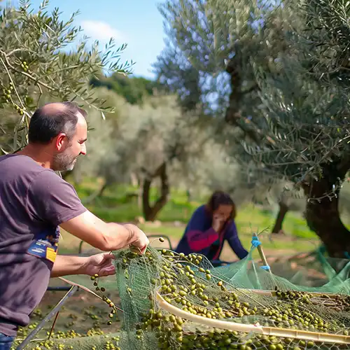 Quality Factor Olive Harvest – Original Image