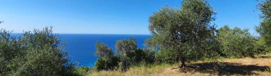 All about olive trees