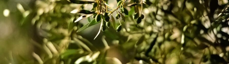 Support Fund for Organic Olive Farmers in Italy