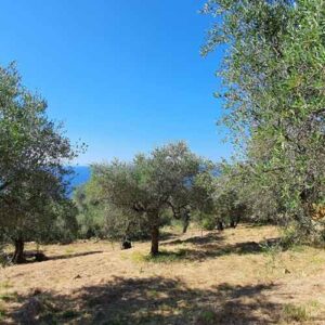 Adopt an olive tree farm