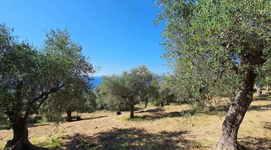 Adopt an olive tree farm