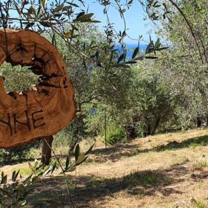 Olive tree adopt wooden sign