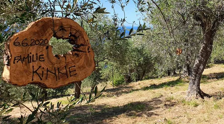 Olive tree adopt wooden sign