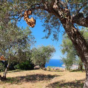 Adopt an olive tree in Italy