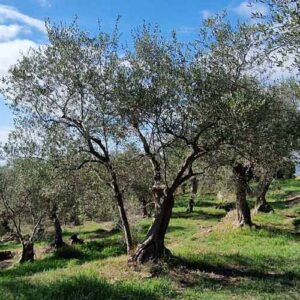 Sponsorship Olive Tree