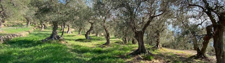 Sassolive Farm Imperia Olive Grove