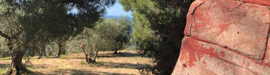 How an olive tree sponsorship works
