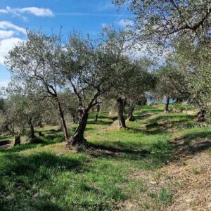 Olive Tree Sponsorship Imperia