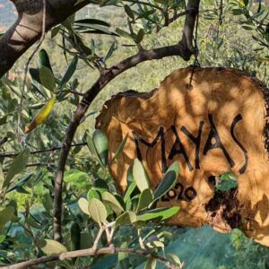 Olive Tree Sponsorship with Olive Wood Sign