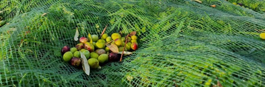 The Taggiasca Olive